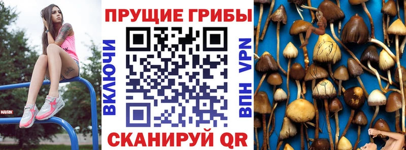 Купить где  Короча  Псилоцибиновые грибы MAGIC MUSHROOMS 